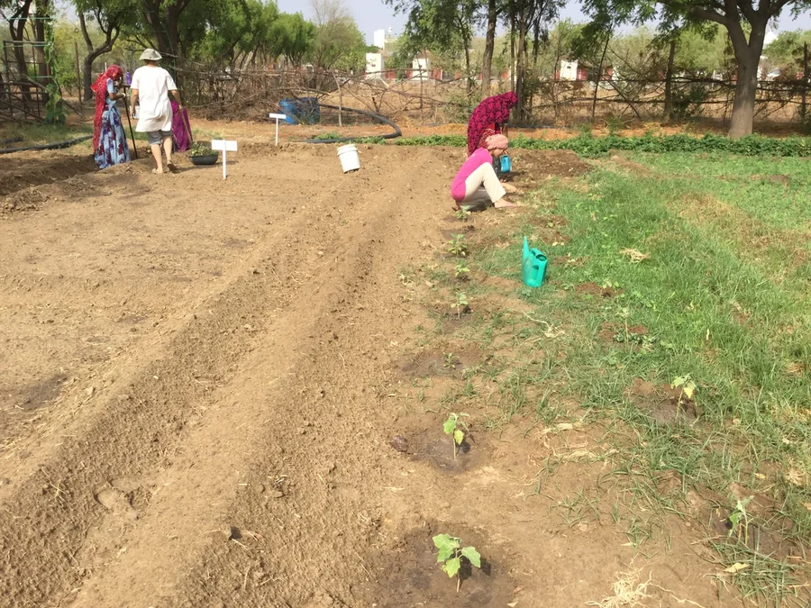 transplanting eggplant seedlings on the 22nd 1200